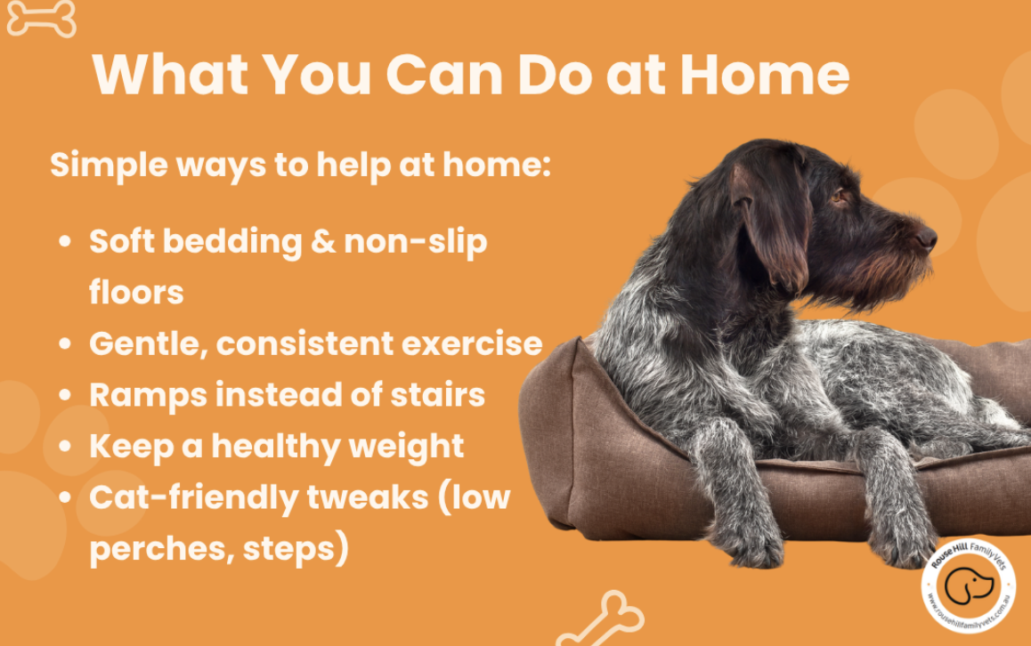 Your pets wellbeing and comfort come first